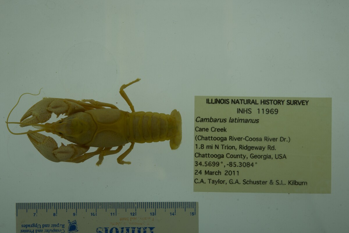 Cambarus (Depressicambarus) image